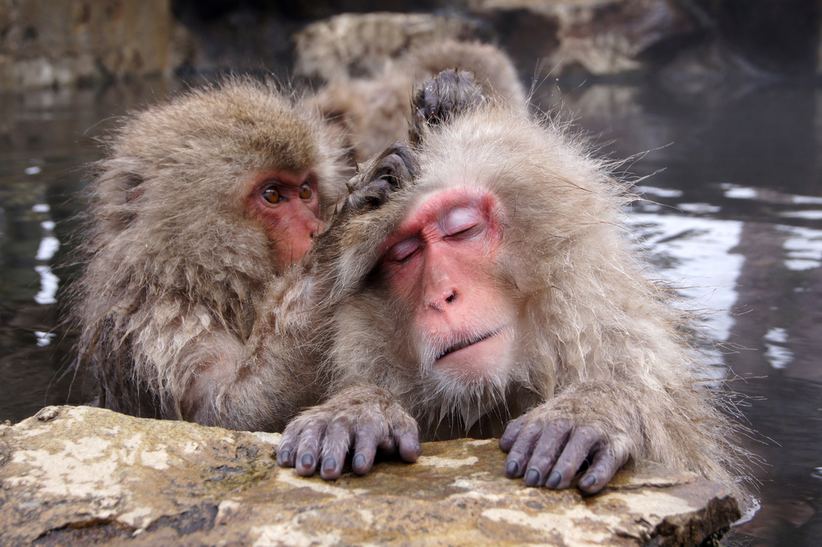 Jigokudani Monkey Park: Japan Snow Monkeys In Nagano