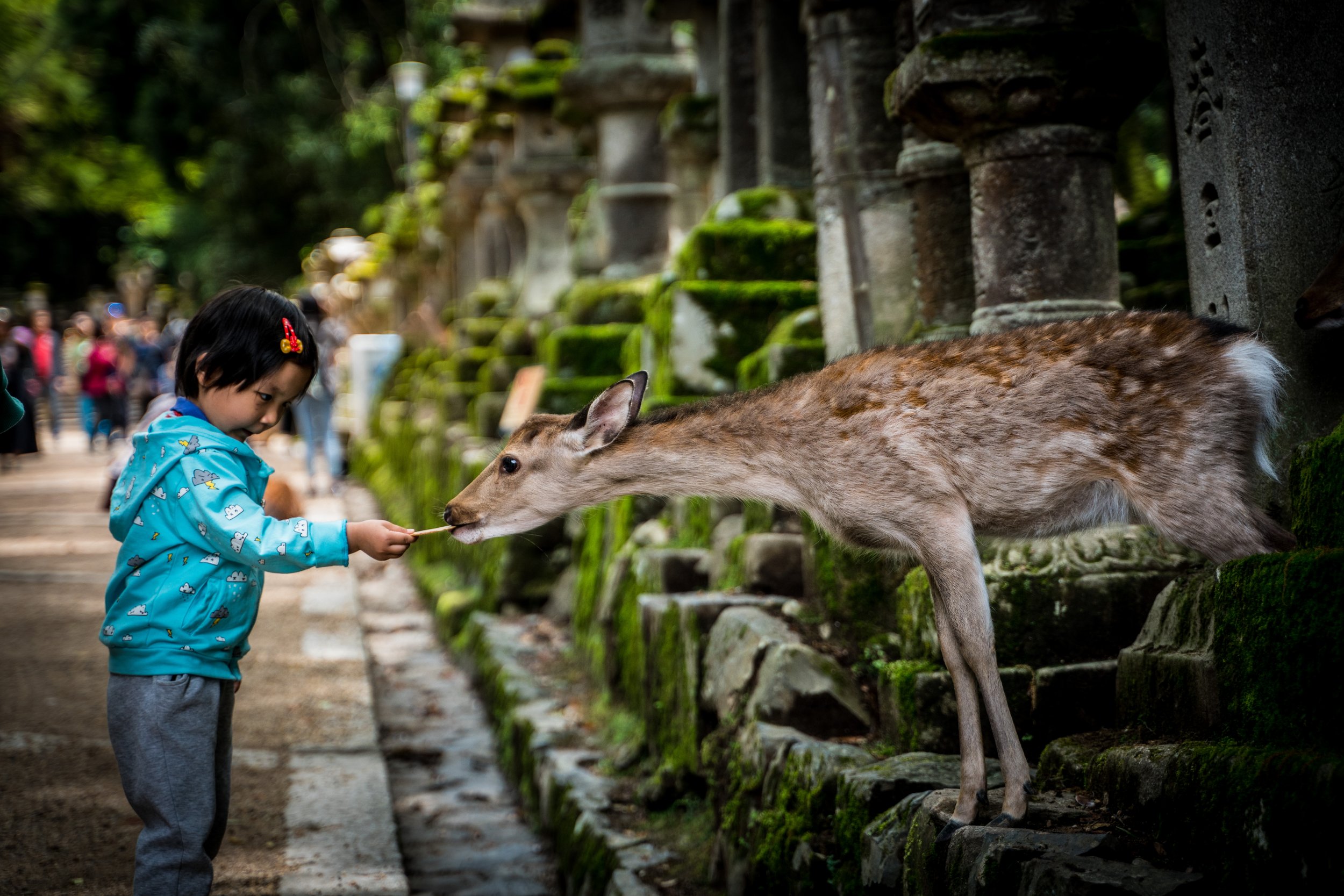 Nara Deer Park: Feeding Deer At The Nara Park In Japan